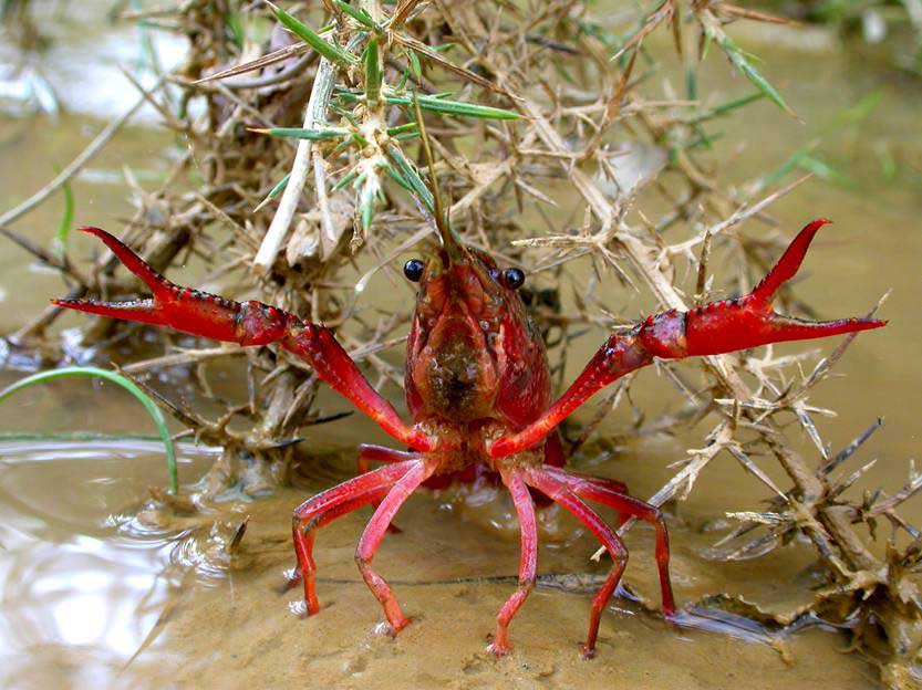 cangrejo rojo