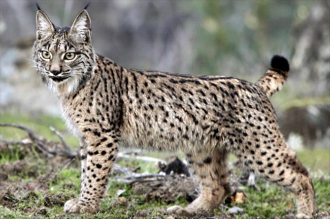 Lince-iberico
