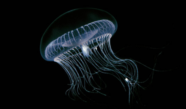 medusa-Aequorea-victoria