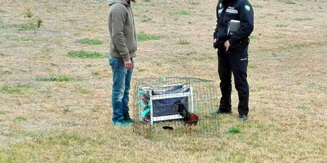 pelea-gallos-zona-sur