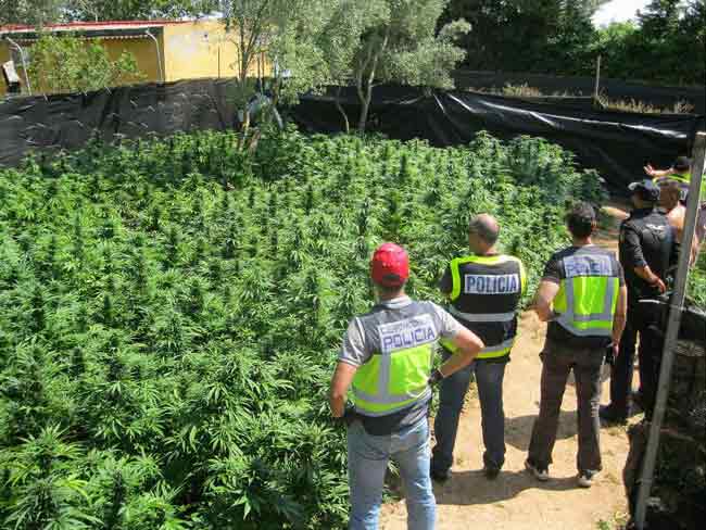 plantacion-marihuna-alcala