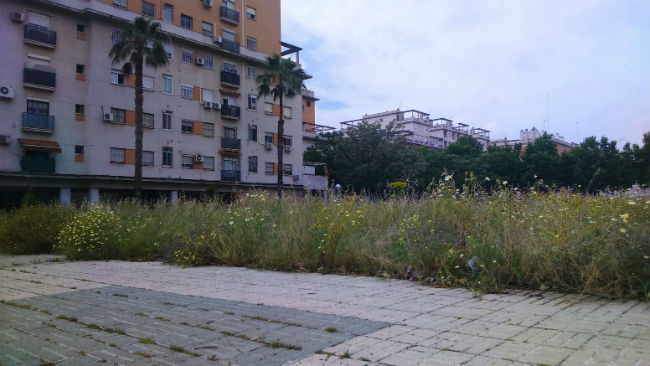 solares-abandonados-sevilla-maleza