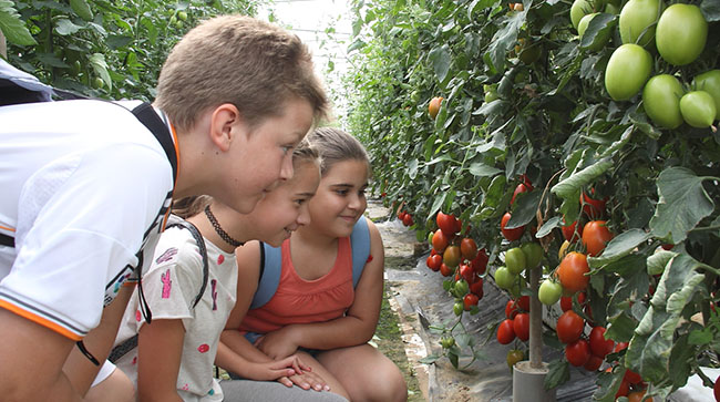 visita-escolares-invernadero-tomates