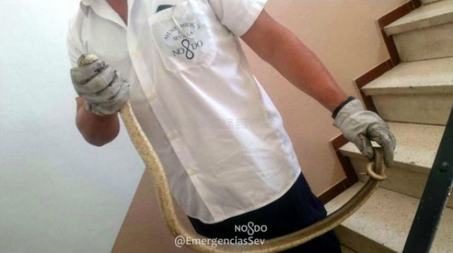 serpiente-piton-emergencias-sevilla