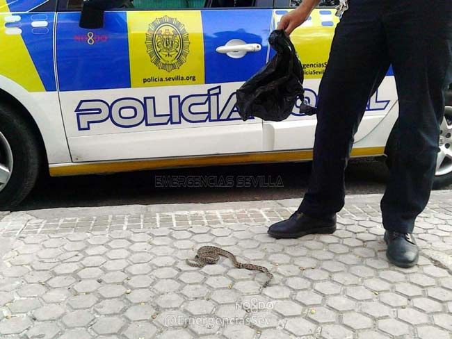 serpiente-puerta-colegio