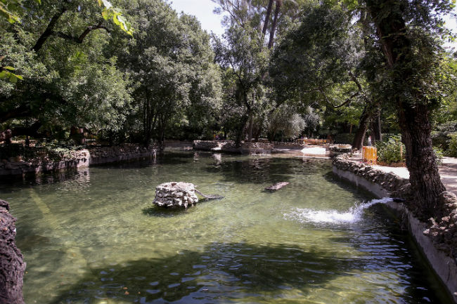 estanque-parque-maria-luisa-patos-2