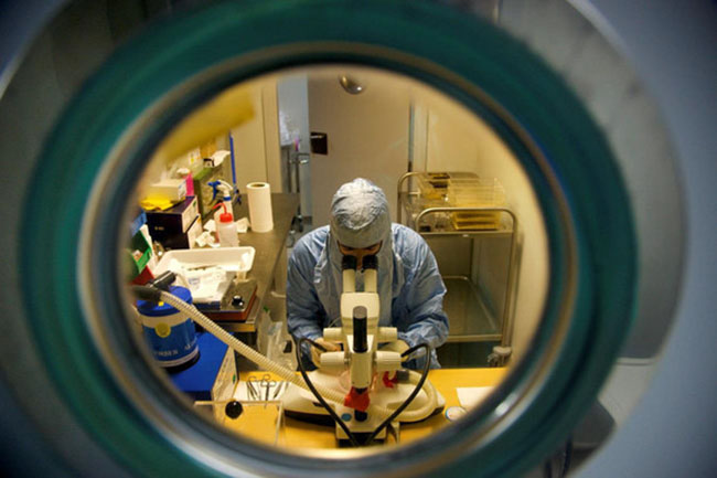 cientificos-estudio-ratones-sinc