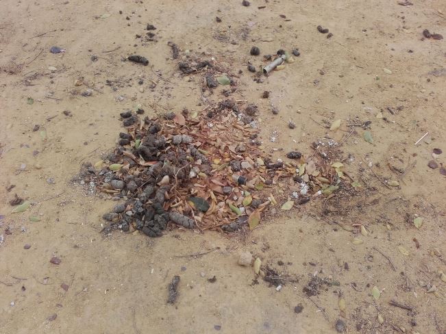 flores-acacias-denuncia-pp