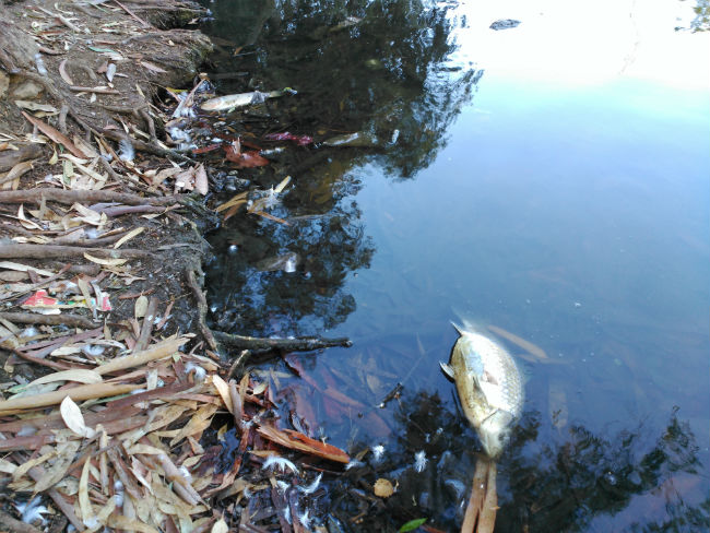 peces-muertos-rio-guadaira-vertido-sept-16