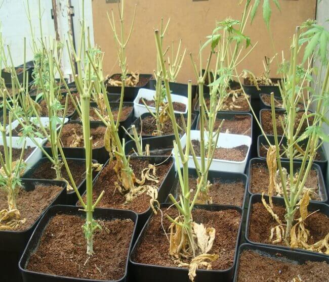 marihuana-espartinas-provincia-sevilla