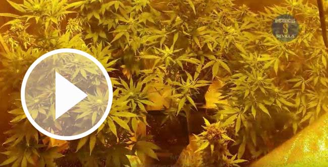 play-captura-marihuana