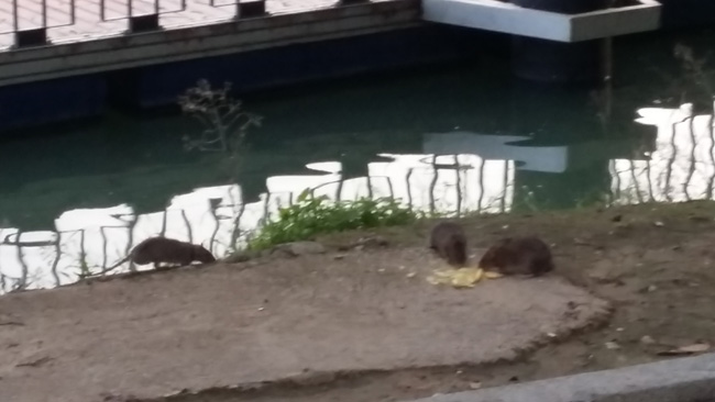 ratas-paseo-de-la-o