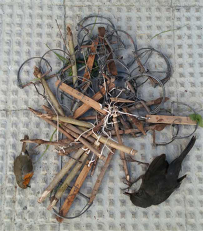 costillas-con-pajaros