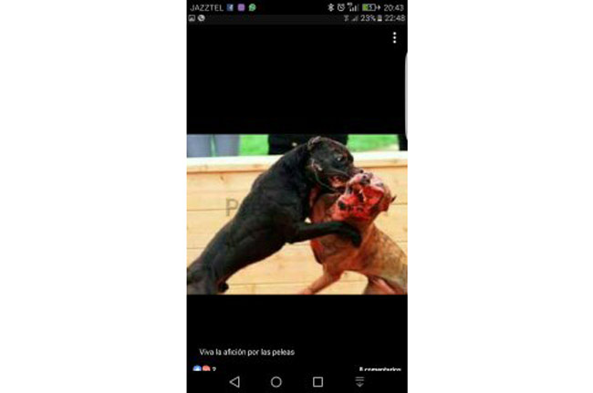movil-peleas-de-perro
