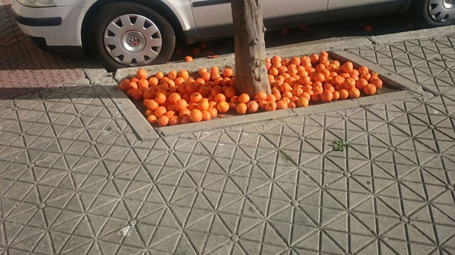 Naranajas-sin-recoger-3