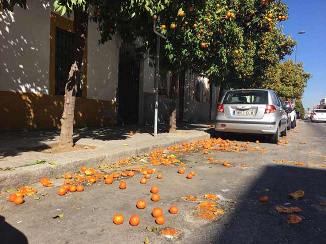 Naranajas-sin-recoger-4