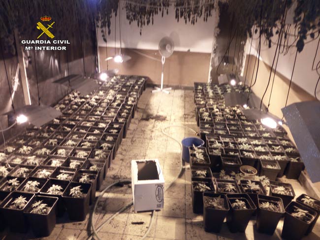 PLANTACION-MARIHUANA