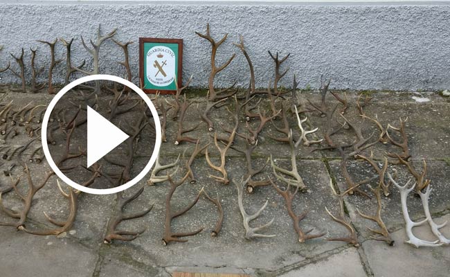 cuerno-ciervos-navas-de-la-concepcion