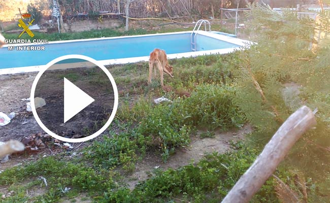 galgos-abandonados-moron