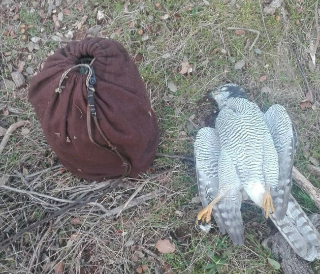 jaula de perdiz junto a especimen de azor muerto