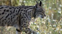 Lince