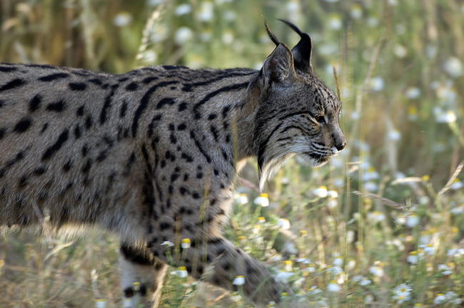 Lince