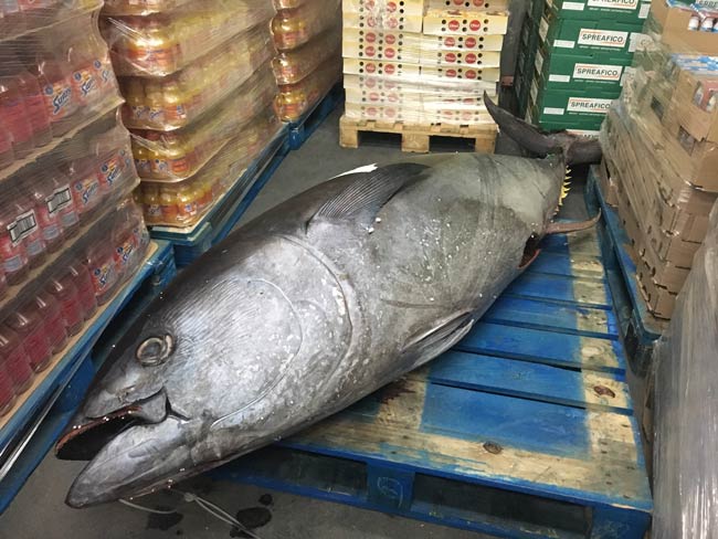 atun-banco-alimentos