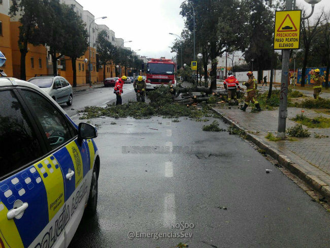 caida arbol sevilla