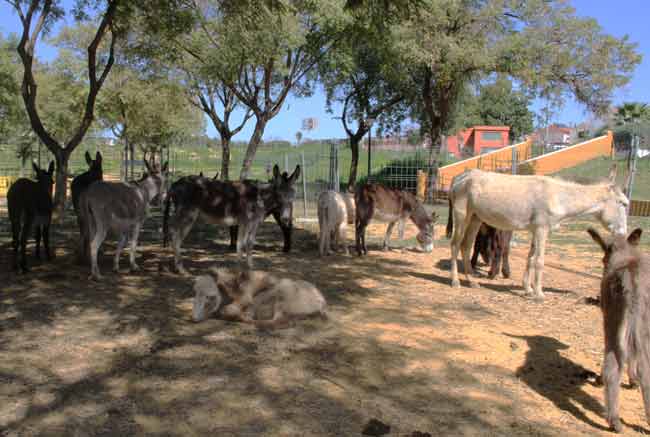 feria-burros-bormujos