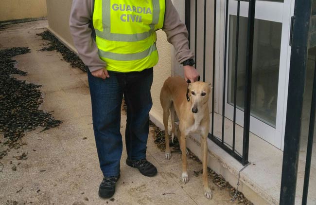 GALGO ALCALA DEL RIO