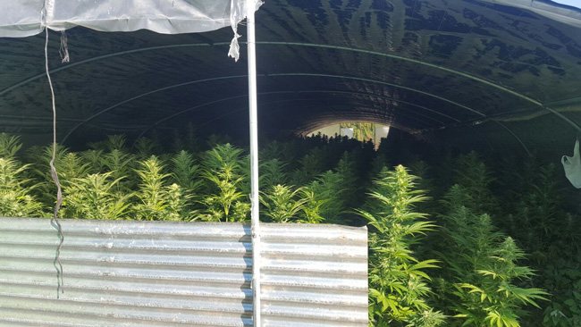 invernadero-con-marihuana