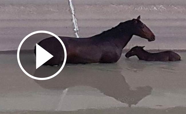 rescate-yegua-y-potro-canal