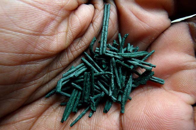 spirulina-will-power