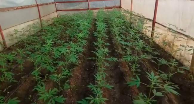 plantas-de-marihuana