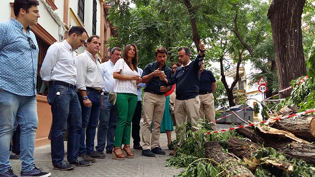 beltran-perez-arbolado