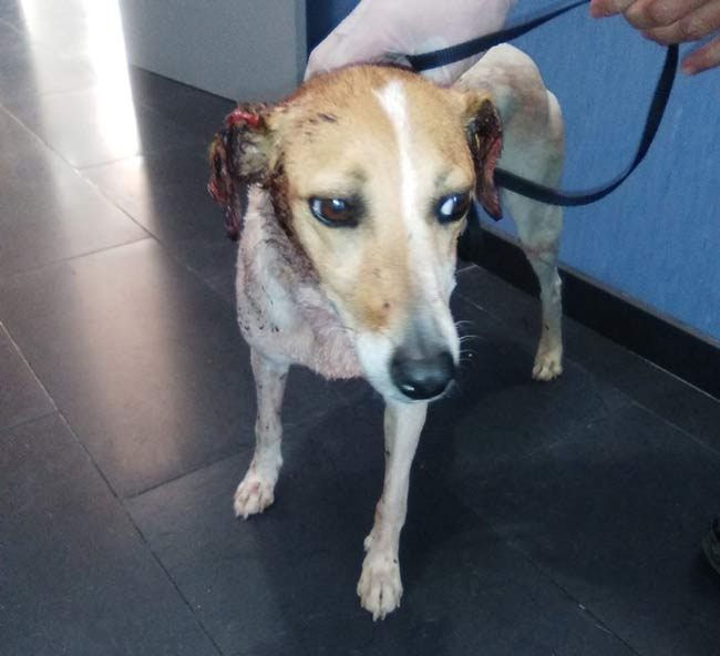 perro-orejas-cortadas-estepa