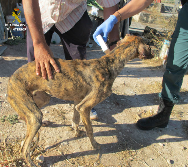 galgos-enfermos-seprona