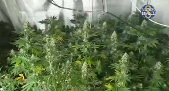 marihuana-azotea-sevilla-policia-local
