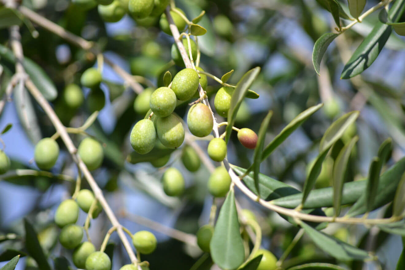 Aceitunas