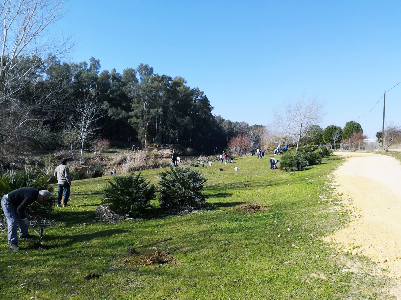 Plantación de árboles en Alcalá