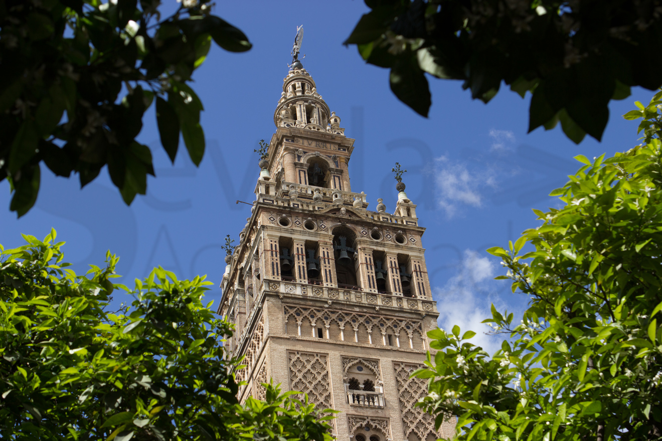 Giralda tras unos árboles