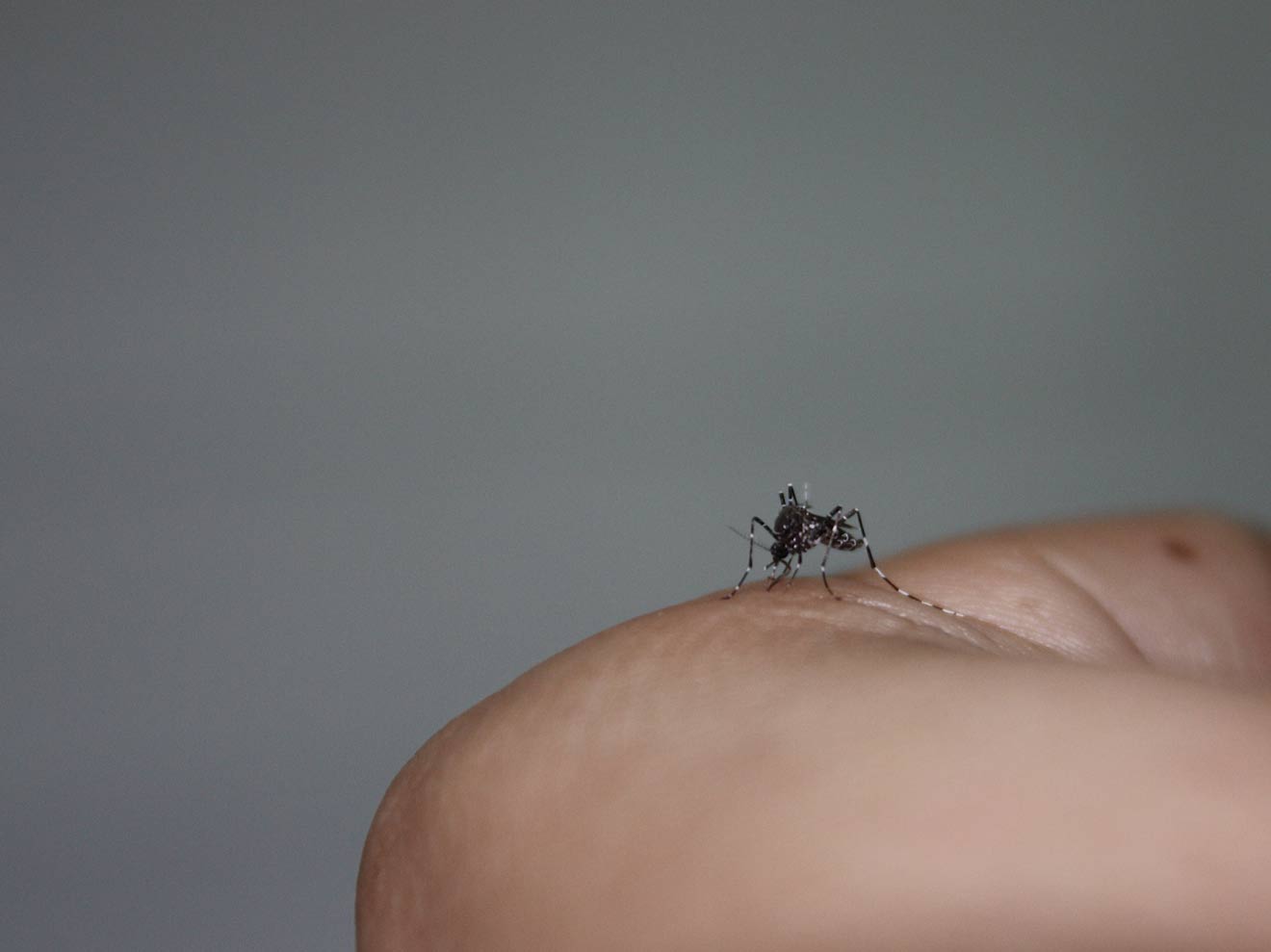 El mosquito /CSIC Andalucía