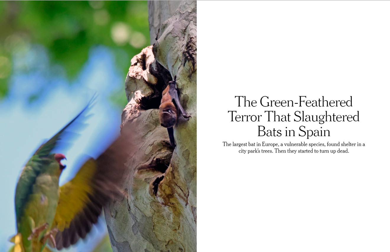 Publicación de las cotorras en el 'New York Times' /SA