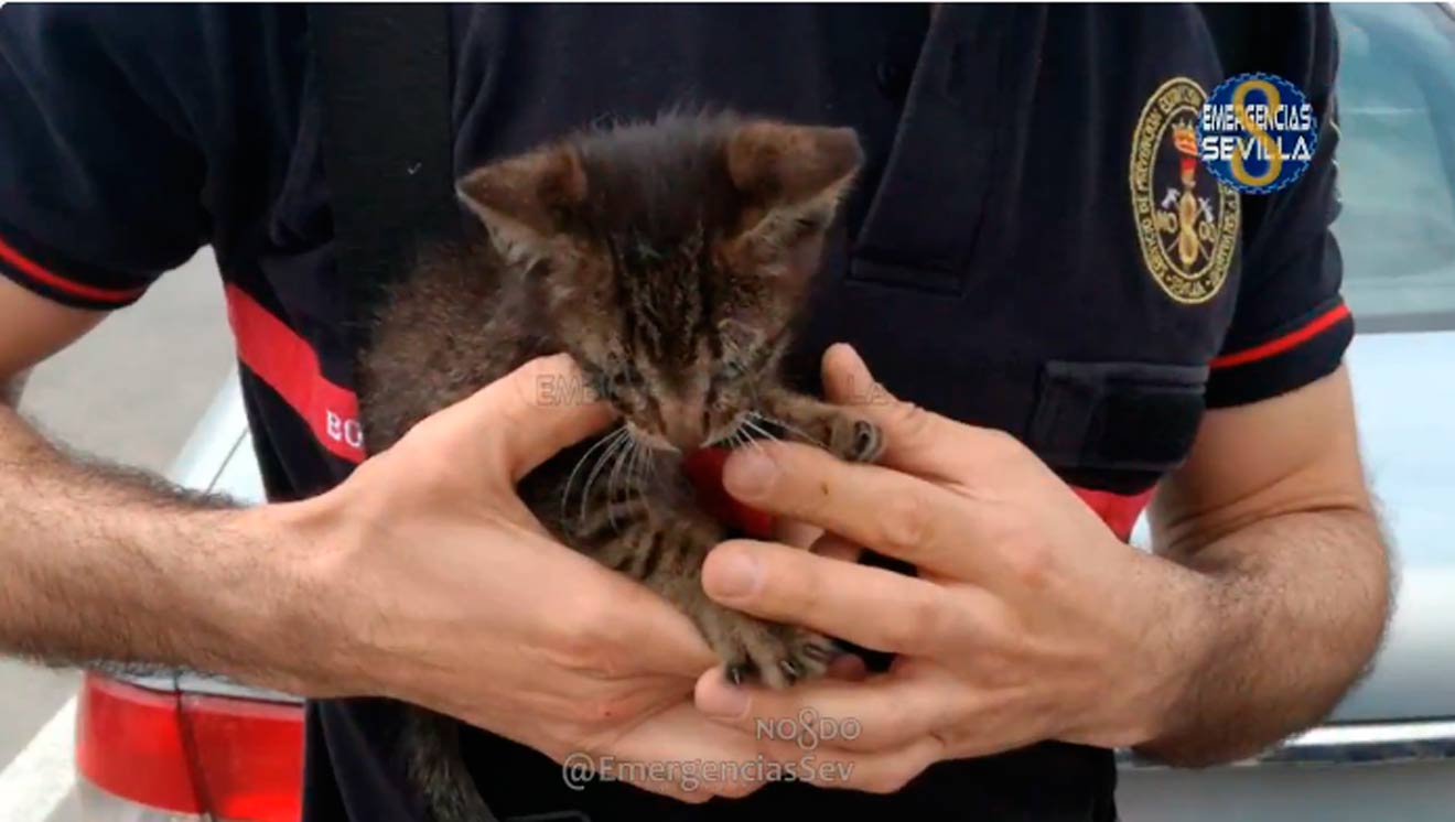 El gatito rescatado /@EmergenciasSev