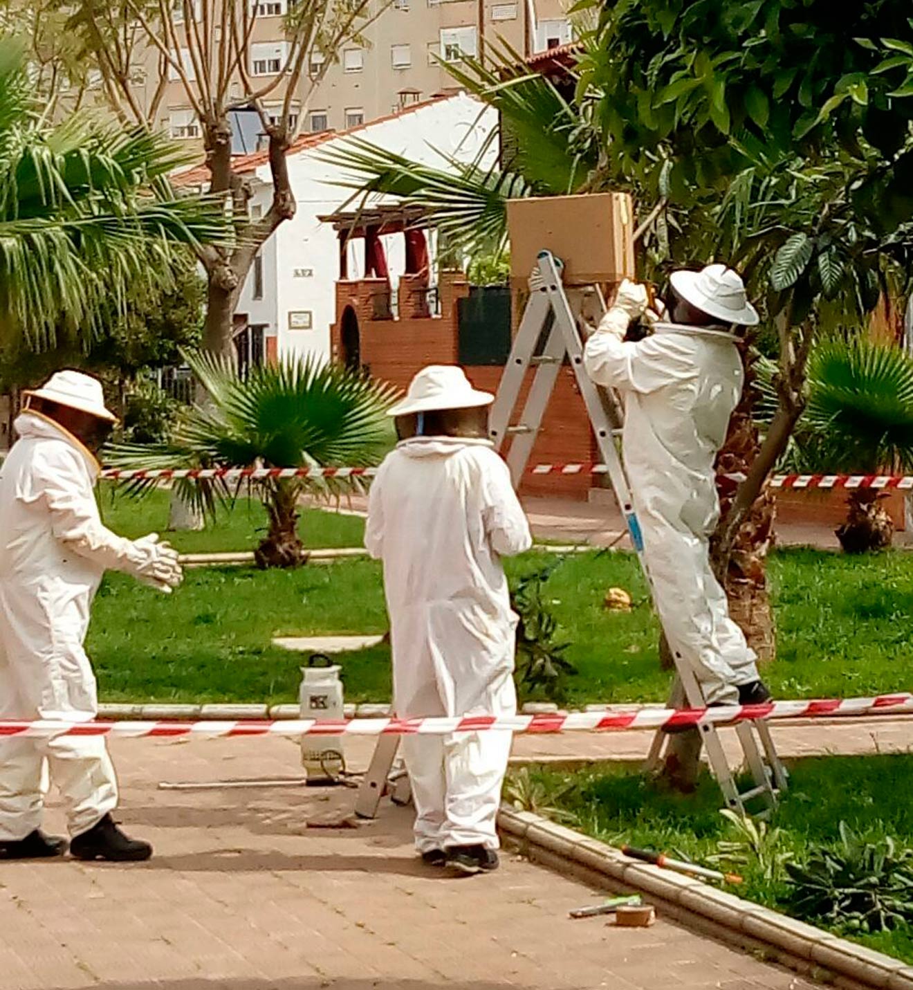 Operarios del Zoosanitario actúan contra las abejas /Ayto. Sevilla