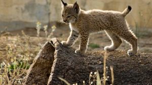 Cría de lince ibérico / Junta
