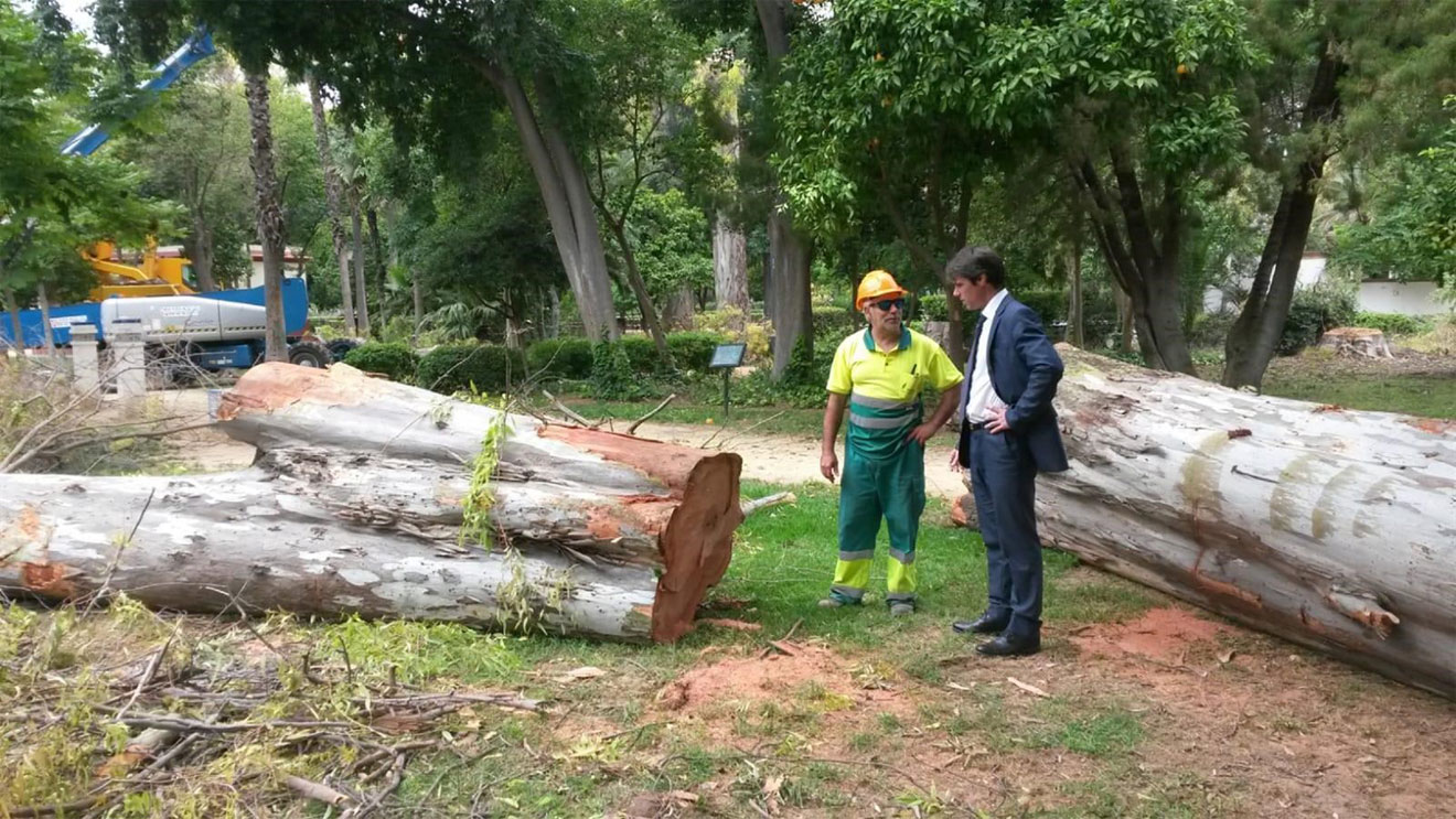 Saneamiento de árboles en Parque María Luisa /Ayto. Sevilla