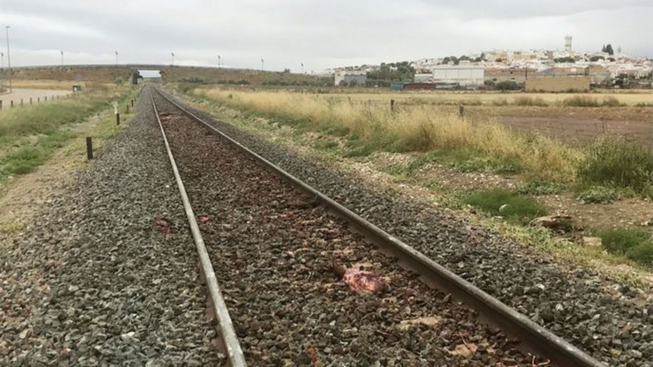 Vía con restos de animales muertos /SA