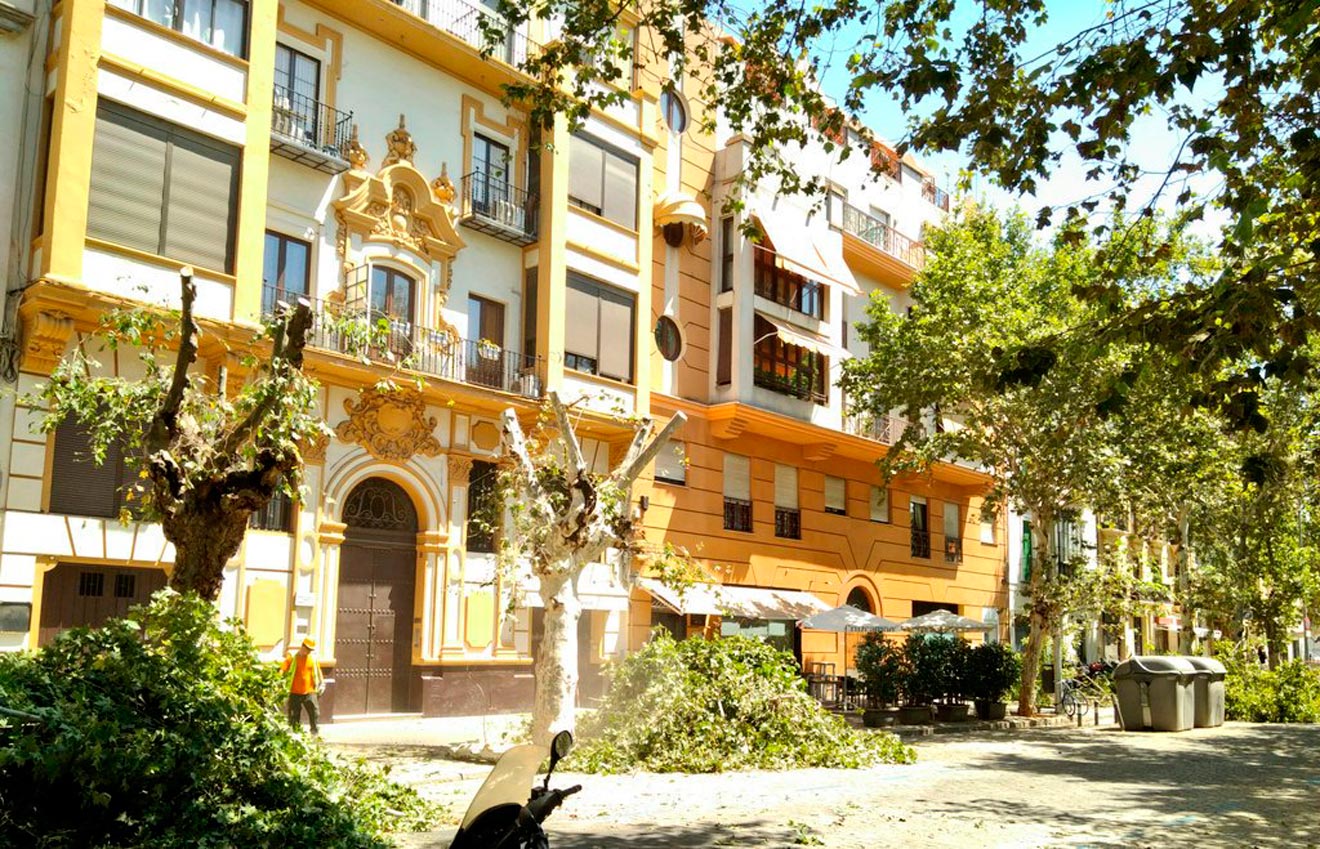 Árboles talados en la Avenida de Cádiz /Participa Sevilla