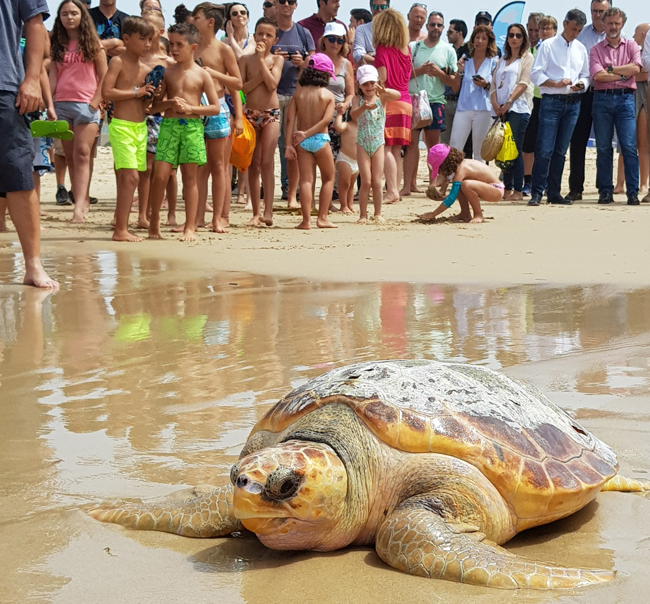 Suelta de la tortuga Caretta caretta en la costa de Tarifa /Acuario de Sevilla
